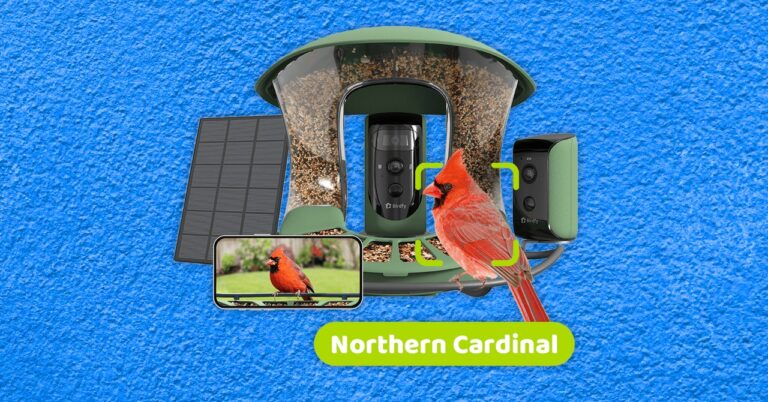 Birdfy20Feeder20220Duo20Absract20Background2012202420SOURCE20Birdfy