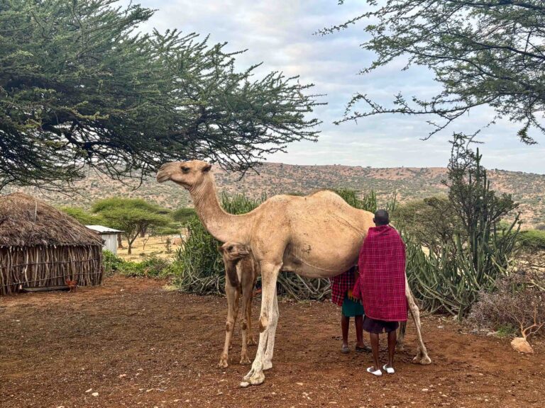 Kenya camel safari Credit Samantha Falewee George Lemuge s camels on the Laikipia Plateau 3 scaled